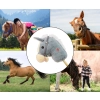 Milly Mally Hobby Koń na Kiju Grey