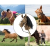Milly Mally Hobby Plus Koń na Kiju Dark Brown